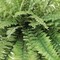 Boston Fern Plant with 50 Realistic Silk Fronds, 34&#x22; Wide, UV Resistant, Faux Greenery by Floral Home&#xAE;